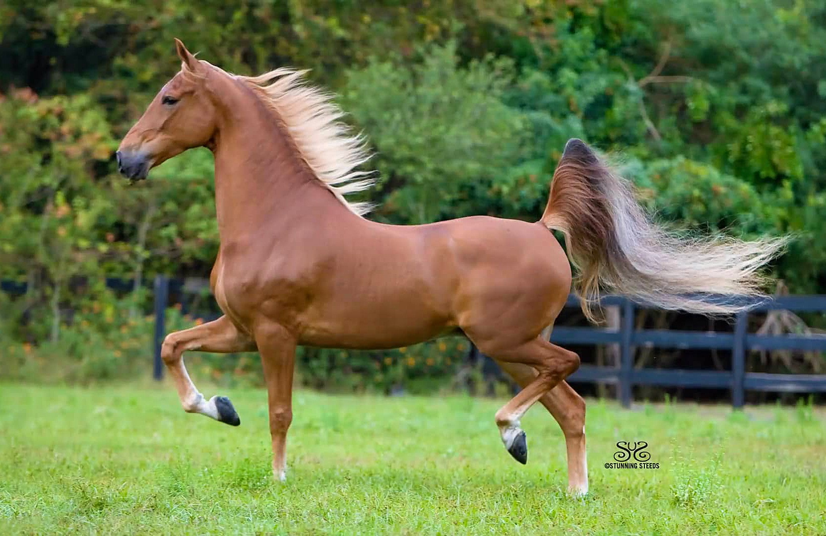 Raça de Cavalo American Saddlebred: Características e Fotos