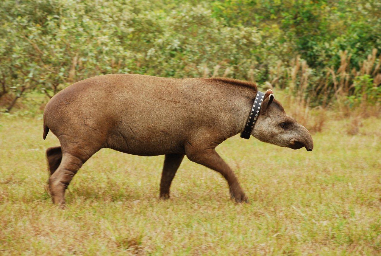 Diferenças entre Anta, Capivara, Paca, Ariranha e Cotia