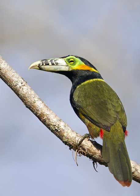 Araçari-Tirador-de-Leite ou Saripoca-de-Bico-Riscado: Fotos
