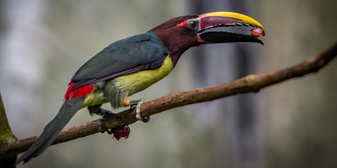 Ave Parecida com Tucano Porém Menor: Como Chama?
