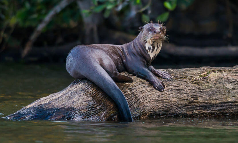 Características da Ariranha: Peso, Altura, Tamanho e Imagens