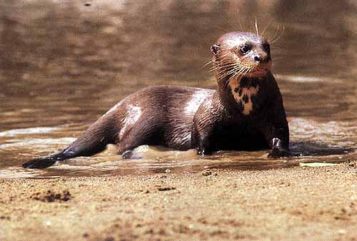 Ariranha Curiosidades e Fatos Interessantes Sobre o Animal