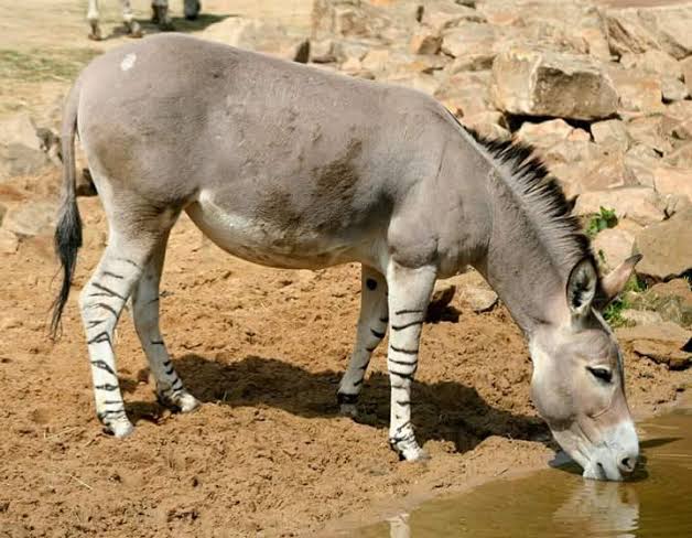 História do Asno e Origem do Animal