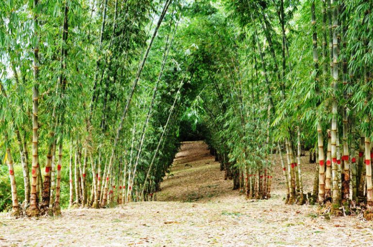 Bambu no Brasil
