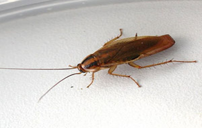 Barata Germânica: Características, Nome Científico e Fotos
