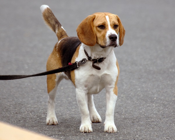 Beagle Mini ou Pocket Beagle: Tamanho, Doação, Preço e Fotos
