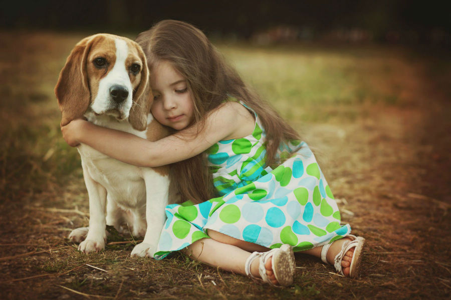 Beagle Inglês: Tamanho, Doação, Preço, Cores E Imagens