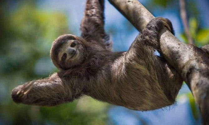 Bicho Preguiça: Curiosidades E Fatos Interessantes Sobre Ele