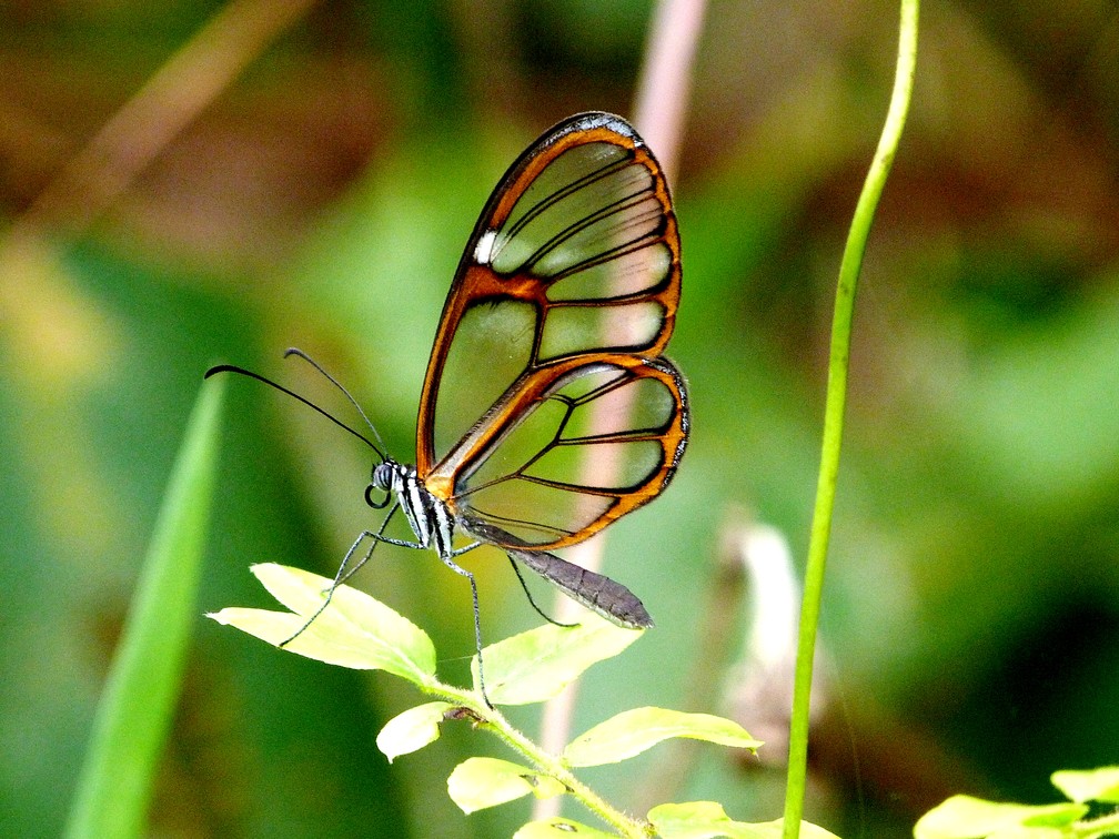 Borboleta: Curiosidades e Fatos Interessantes Sobre o Animal