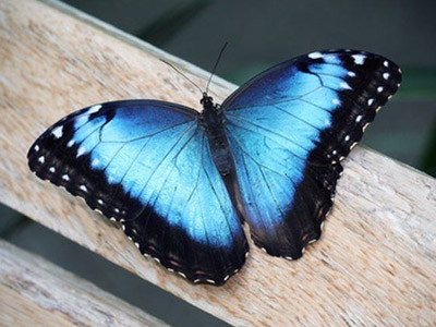 Borboleta Azul: Características, Nome Cientifico e Fotos
