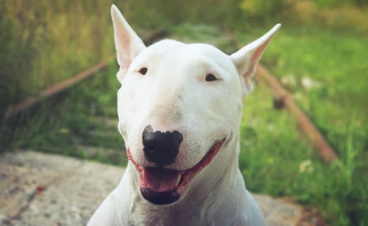 Ciclo De Vida Do Bull Terrier: Quantos Anos Eles Vivem?