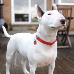 Bull Terrier criado em casa