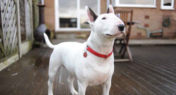 Bull Terrier É Perigoso? Eles Atacam Com Frequência?