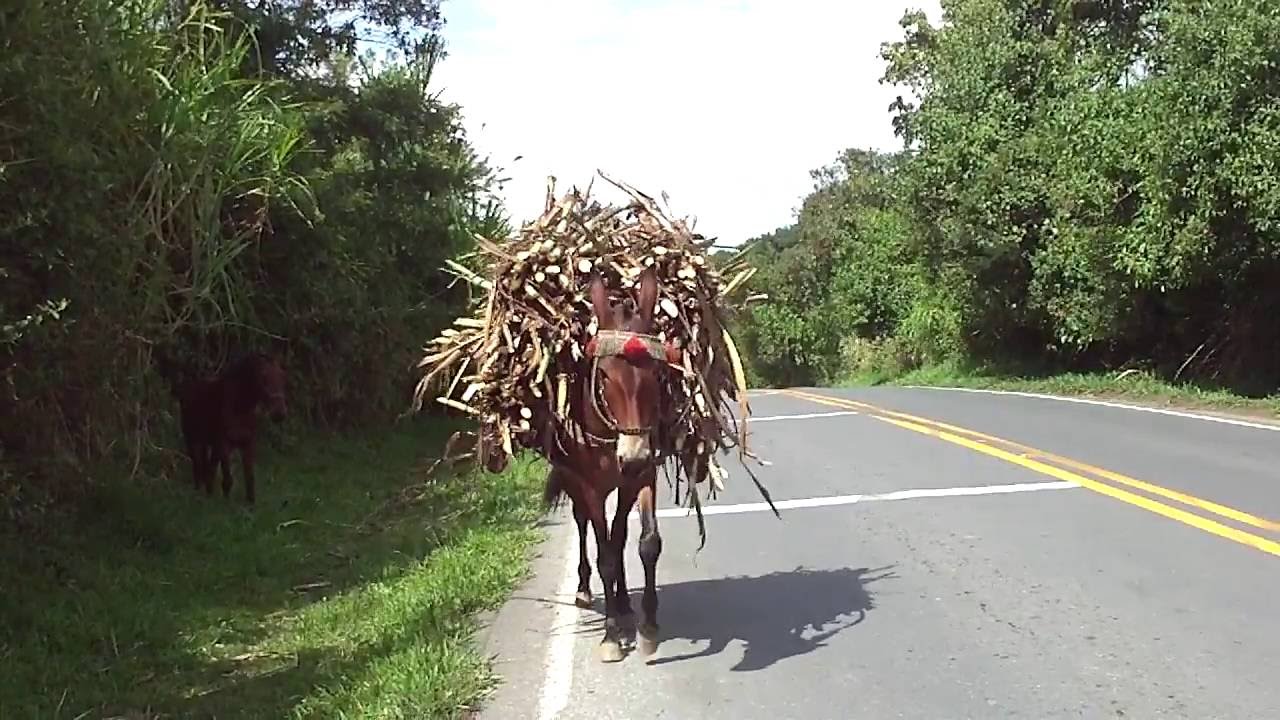 Quais São Os Animais De Carga? Por Que Eles São Utilizados?