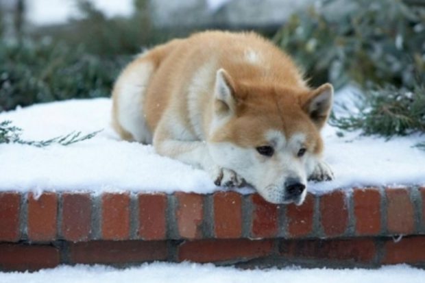 Qual é a Raça de Cachorro Mais Fiel do Mundo?