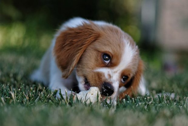 Qual É A Raça De Cachorro Mais Dócil?