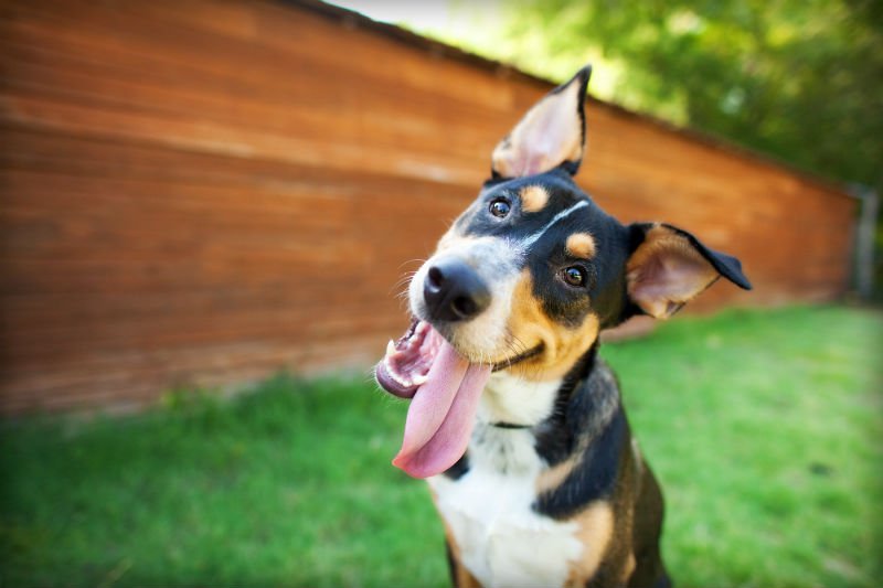 10 Cachorros Mais Famosos do Mundo: Reais e Fictícios