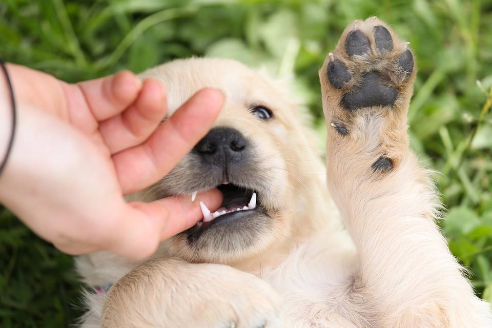Por Que os Cachorros Gostam de Morder?