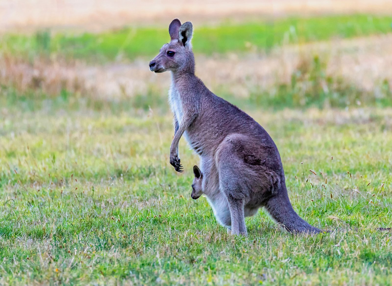 Canguru Macropus Antilopinus: Características, Hábitos e Fotos