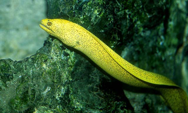 Animal Caramuru: Características, Nome Científico e Fotos