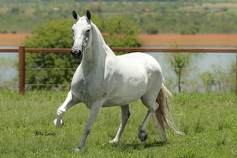 Ficha Técnica do Cavalo: Peso, Altura, Tamanho e Imagens