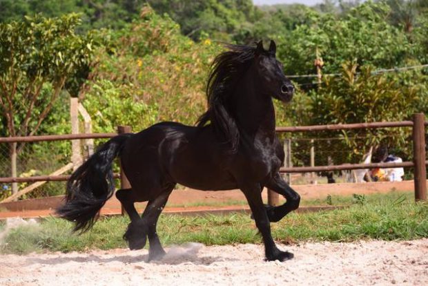 Raça de Cavalo Friesian: Características, Fotos e História