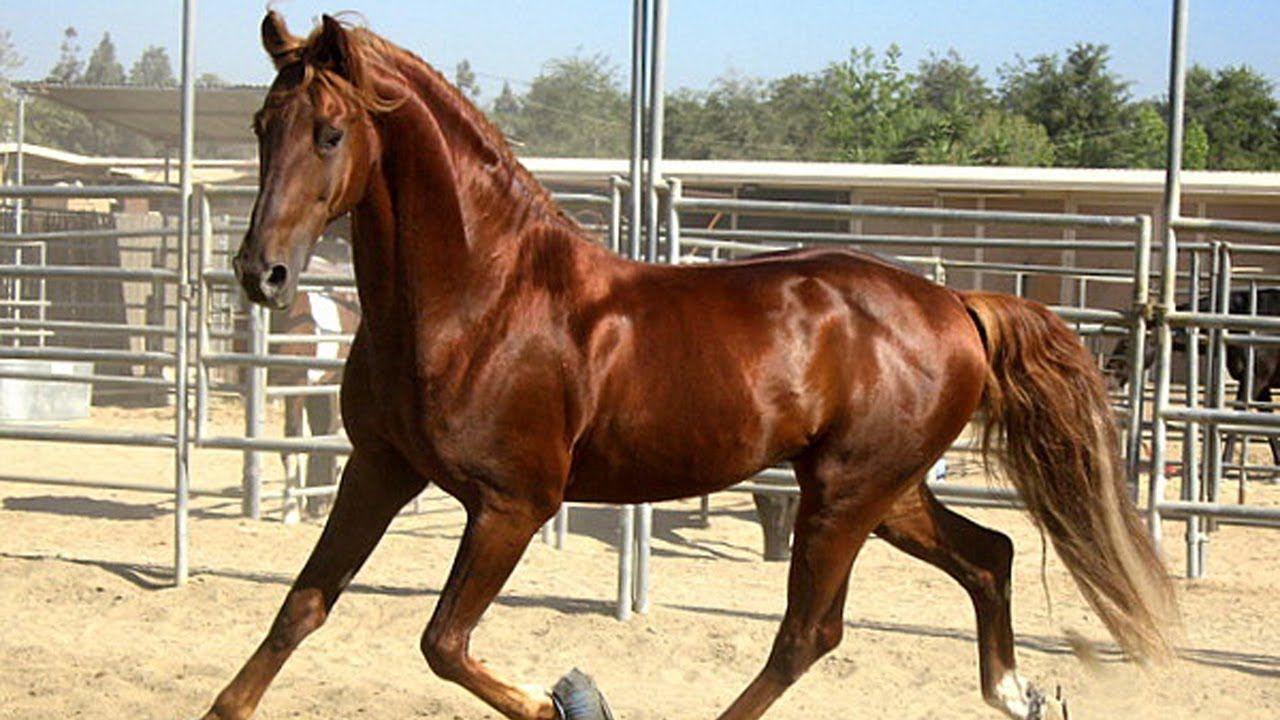 Raça de Cavalo Saddlebreds: Características, Fotos e História