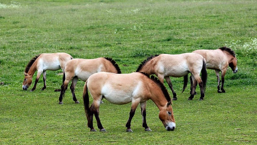 Cavalo da Mongólia: Características, Nome Cientifico e Fotos