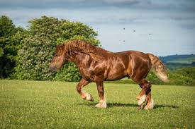 Cavalo de Tração ou Cavalo de Tiro: O Que É? Para Que Serve?