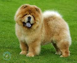 Quanto Custa um Filhote de Chow Chow Puro?