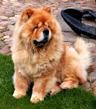 Quanto um Chow Chow Come Por Dia? Quantas Vezes?