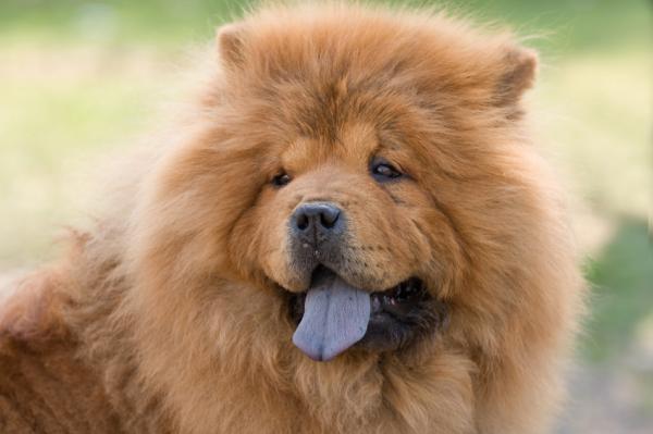 Qual o Tamanho Máximo de um Chow Chow?