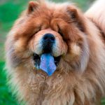 Chow Chow com a Língua de Fora