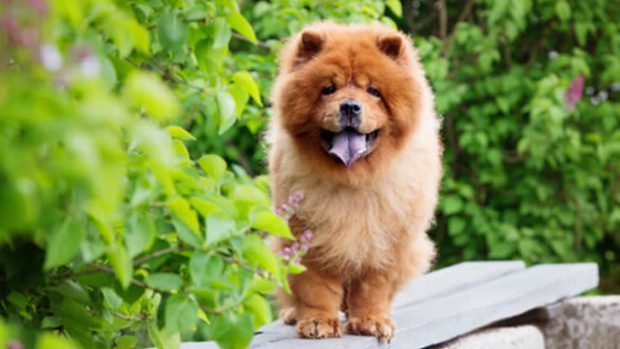 Cores do Chow Chow: Preto, Azul, Cinza, Fulvo e Marrom com Fotos
