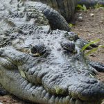 Close no Rosto do Crocodilo