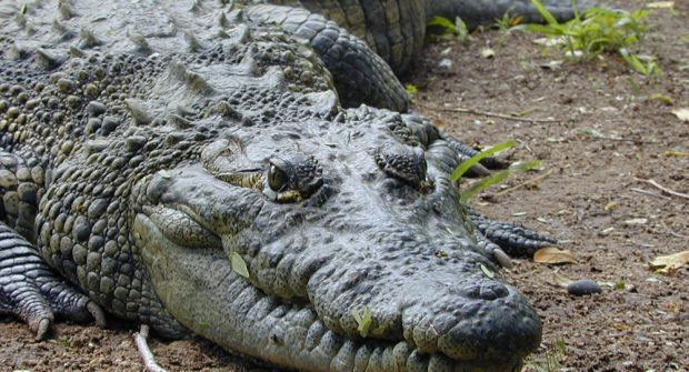 Tudo Sobre o Crocodilo: Características, Nome Científico e Fotos