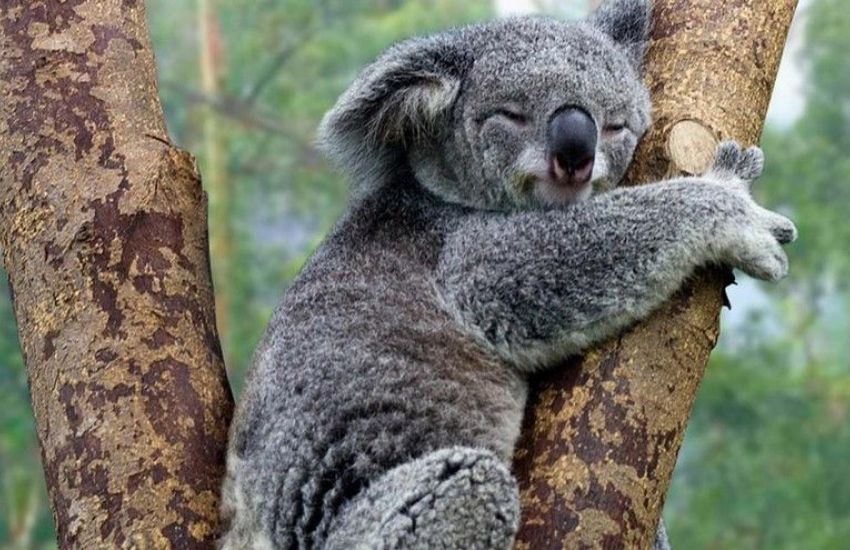 Quantas Horas o Coala Dorme Por Dia? Como Eles Descansam?