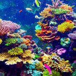 Coral no Mar