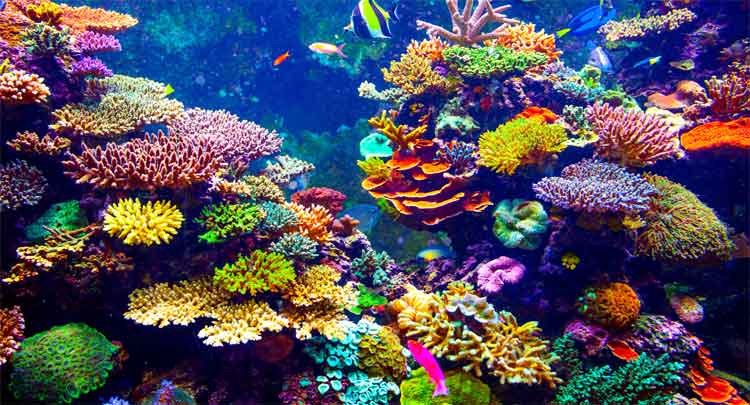 Coral: Reino, Filo, Classe, Ordem, Família e Gênero