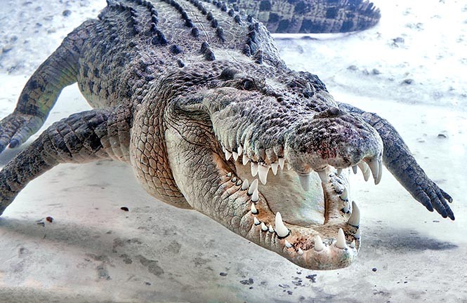 Historia do Crocodilo, Origem do Animal e Evolução