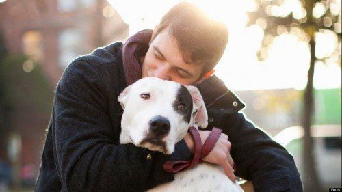 Qual Raça de Cachorro Gosta de Colo?