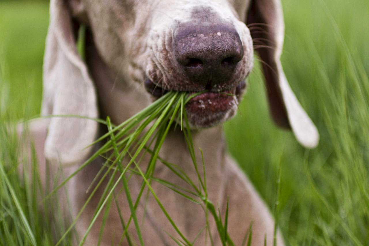 Por Que os Cães e Gatos Comem Grama?