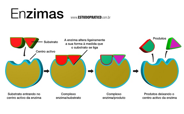 Qual É A Importância do pH Para o Funcionamento das Enzimas?