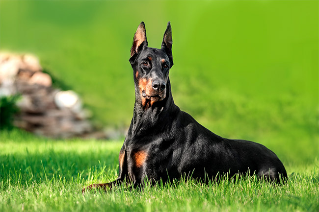 Doberman: Curiosidades e Fatos Interessantes Sobre a Raça