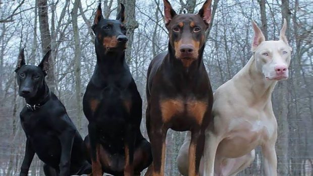 Qual a Ração mais Indicada para Doberman?