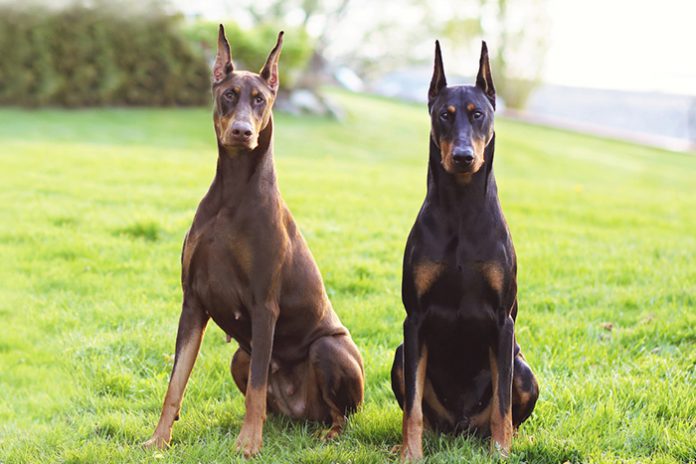 Quais as Raças de Cães Mais Resistente a Doenças?