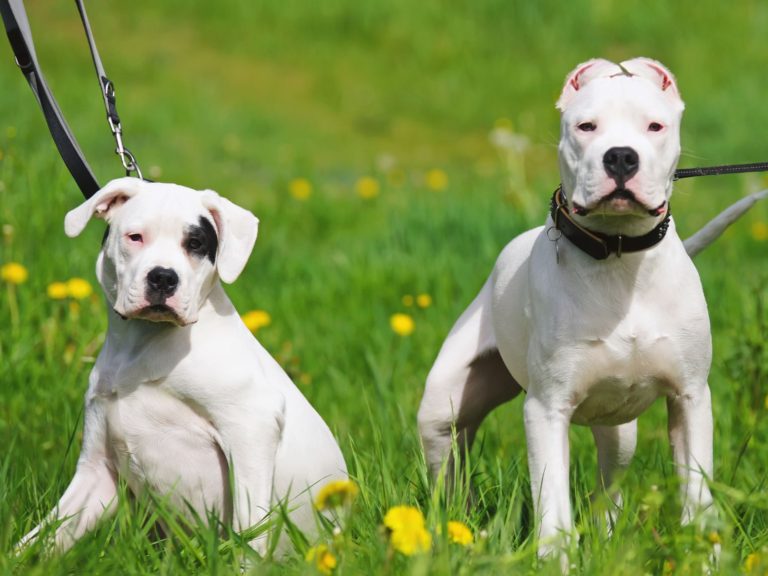 Ficha Técnica do Dogo Argentino: Peso, Altura e Tamanho