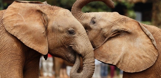 Qual É o Animal Que Tem a Melhor Memória?
