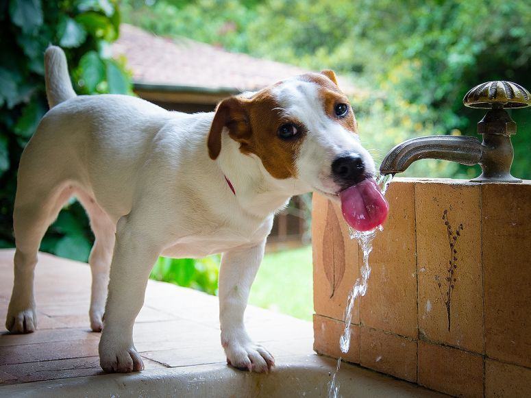 O Que Fazer Para Curar Soluço de Cachorro?