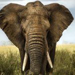 Elefante Africano 